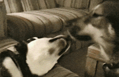 EFE996FC-5510-4565-BF4C-32FD9B8C48FB.gif