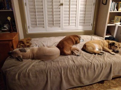 dogs not playing poker.jpg