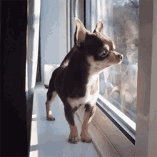 tenor (1).gif