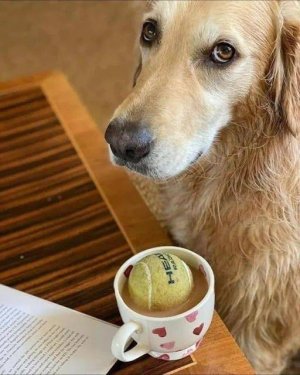 throw the ball damn you.jpg