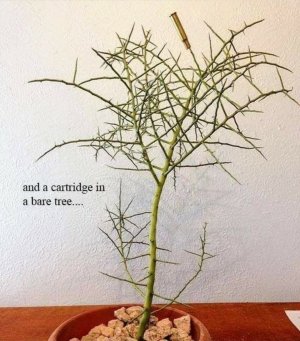 cartridge in a bare tree.jpeg