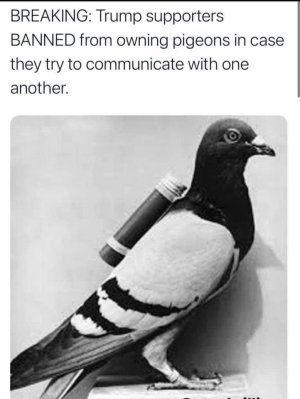 136741431_2775254432749203_8201448401376821149_n.jpg