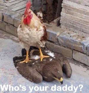 ,who's your daddy.jpg
