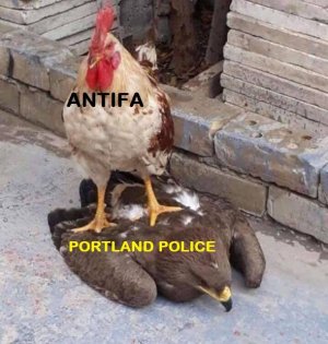 chickenhawk.jpg