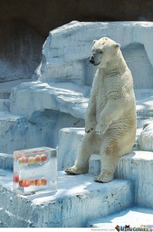 baer.jpg