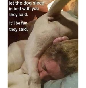 sleeping with dogs.jpg