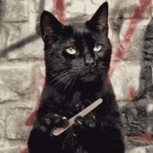 IMG_3155.GIF