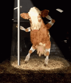 IMG_2665.GIF