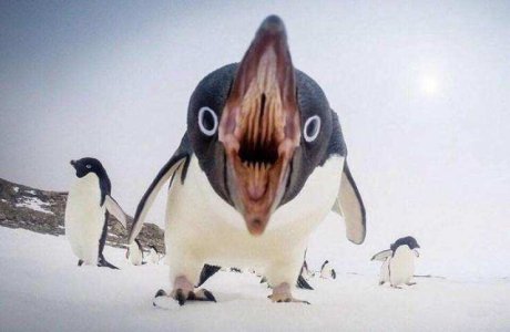 penguin.jpg