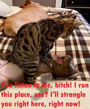 Itscutecatsrule.jpg