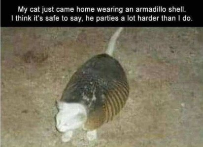 Silly-armadillo-cat.jpg