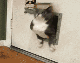 1906CB74-715F-4421-B25A-506A4E963EA9.gif