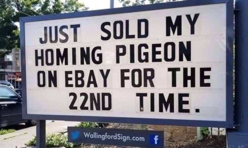Pigeon.jpg.b30a8ec88c190e404a78a4517ed39025.jpg