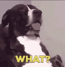 8394E662-C594-4C6D-A117-B9CCCE4FF583.gif