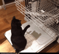 B671CA7B-879E-438B-9295-41700803BE73.gif