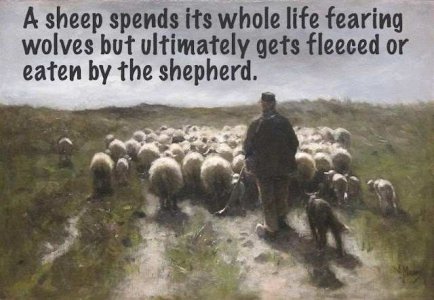 Sheep_Meme.jpg