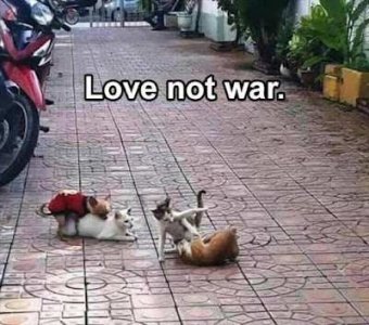 Love-not-war.jpg