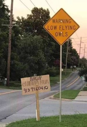 Lost-Chihuahua.jpg