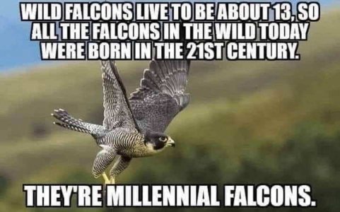 Falcons.jpeg