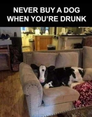 Dogzz.jpg.d5c0db66d5ebfa39d807fde3881db767.jpg