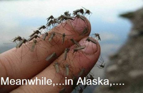 meanwhile, in Alaska.jpg