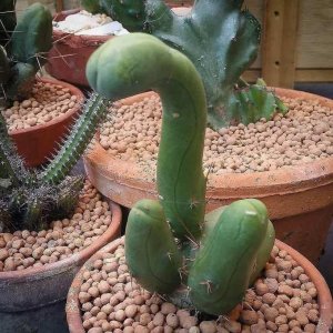penis cactus.jpg