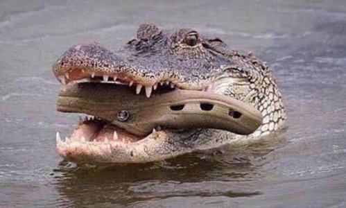 Filthies-crocs.jpeg