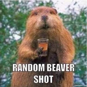 Random-Beaver-shot.jpg