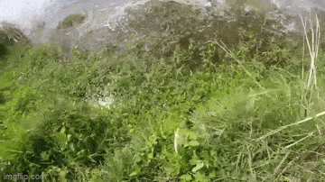 daily_gifdump_4499_32.gif