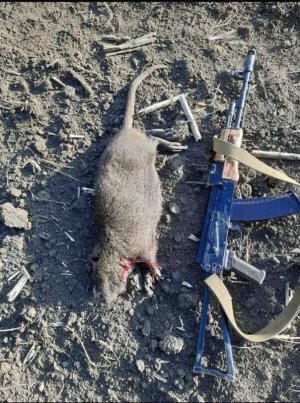 trench-rat-v0-9agyq8iy2kwb1.jpg