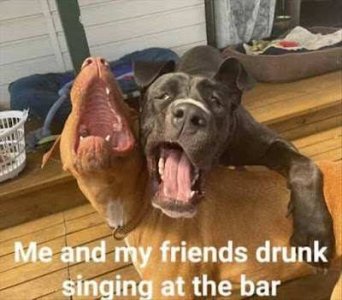 drunk singing at bar.jpg