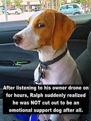 emotional support dog needs career change.jpg