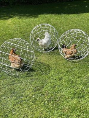 free range caged chickens.jpg