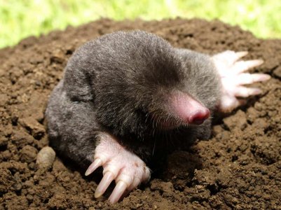 Mole-6.jpg