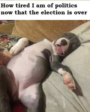 if Homer Simpson was a dog.jpg