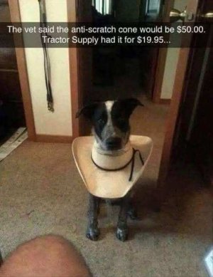 cowboy doggie cone.jpg