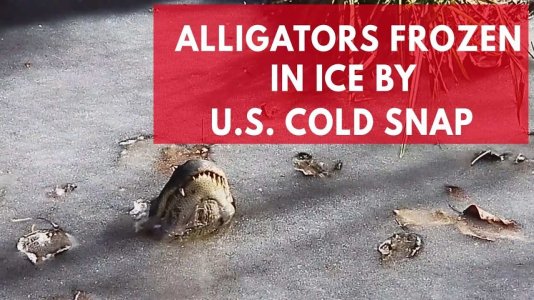 alligators under ice.jpg