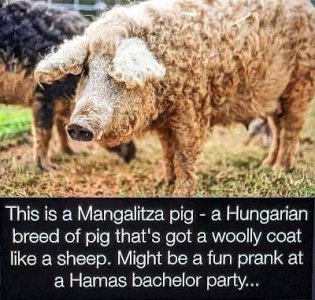 wooly pig.jpg