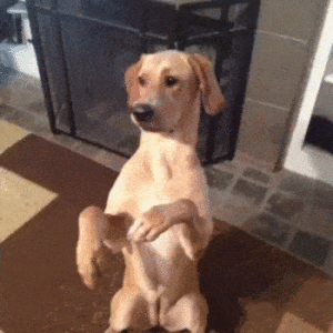 play dead.gif