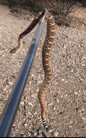diamondback.jpg
