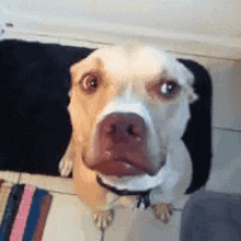 IMG_6278.GIF