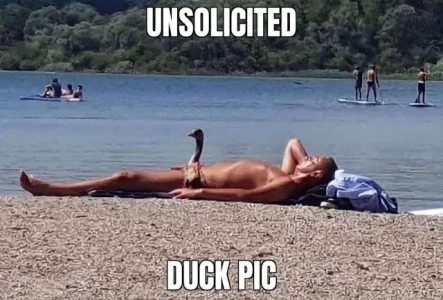 Duck-pic.webp