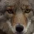 coyote3