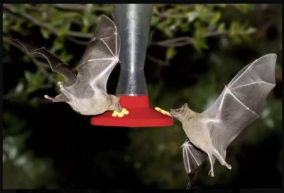 bats at hummingbird feeder.jpg