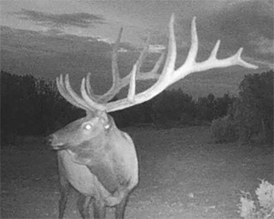 Arizona-Reward-for-Info-On-Bull-Elk-Poached-Northwest-Of-Heber.jpg