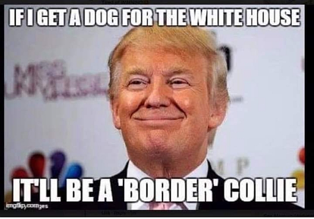 trump-border-collie.jpg