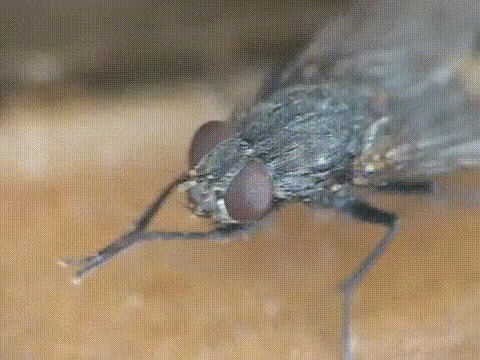 tumblr-4235a7db840752be85813679f501f4d5-961109a9-500.gif